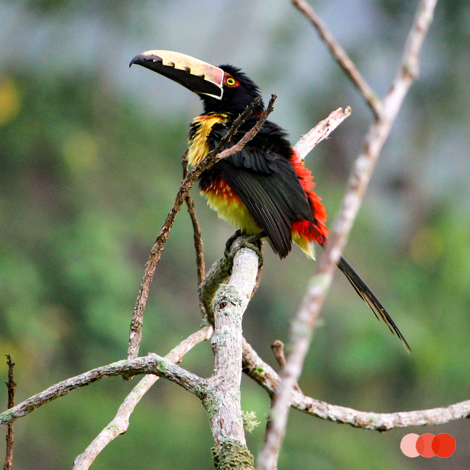 Nationale parken in Colombia, vogels kijken