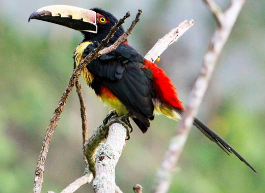 Tukan in Minca, Birding in Kolumbien Tipp