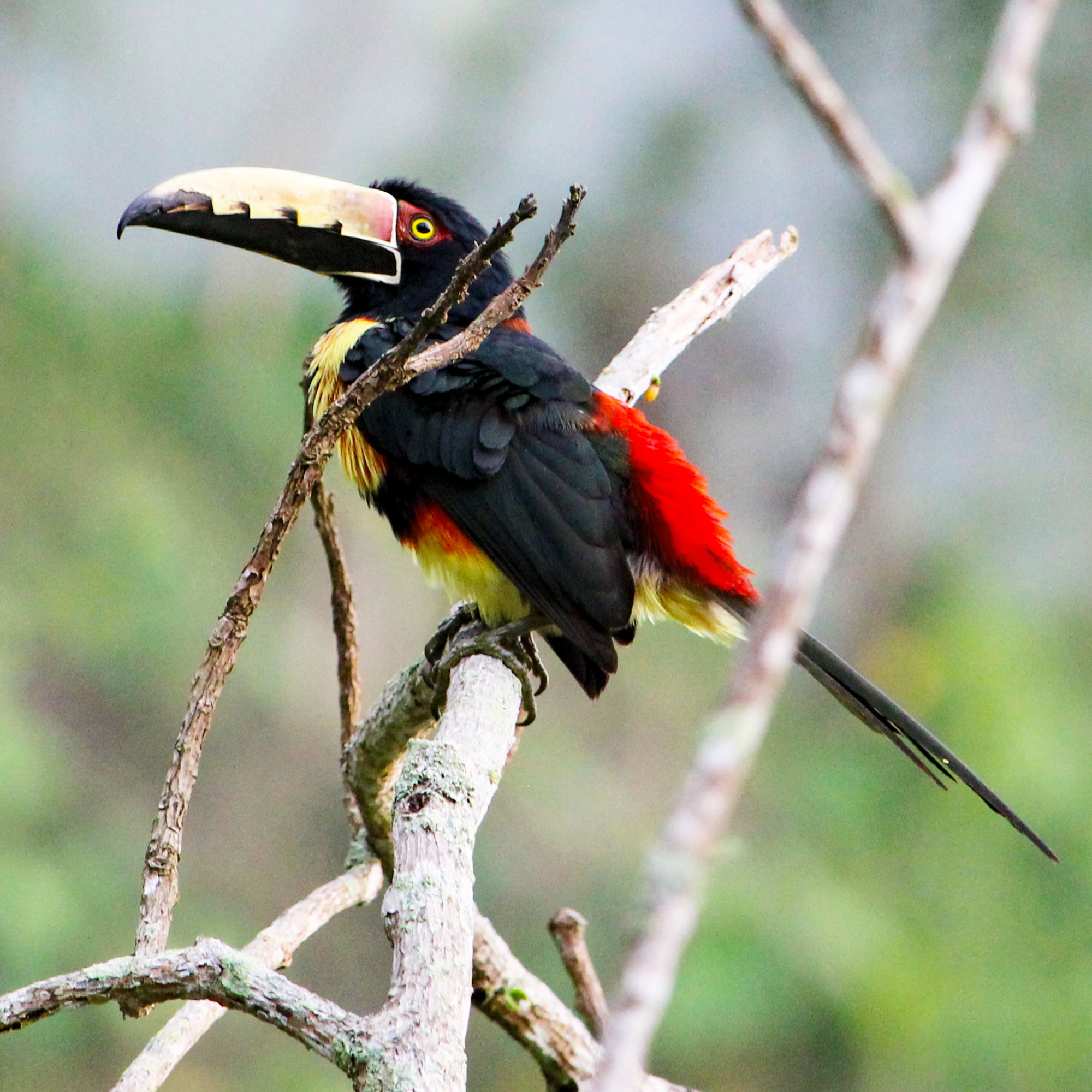 Tukan in Minca, Birding in Kolumbien Tipp