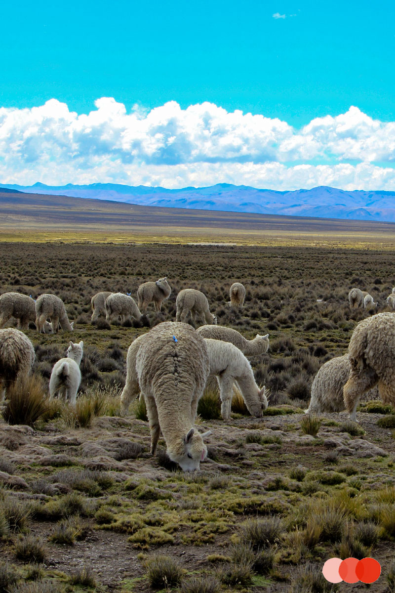 Alpaca's, Colca Valley Peru