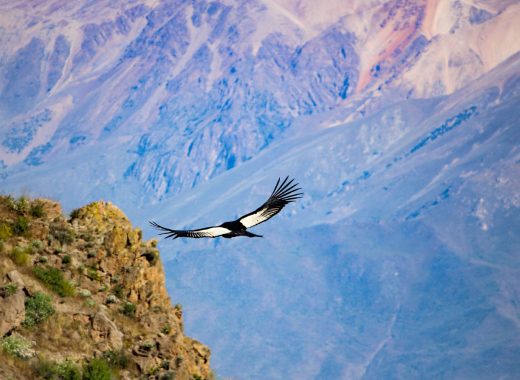 Kondor über dem Colca-Tal, Peru