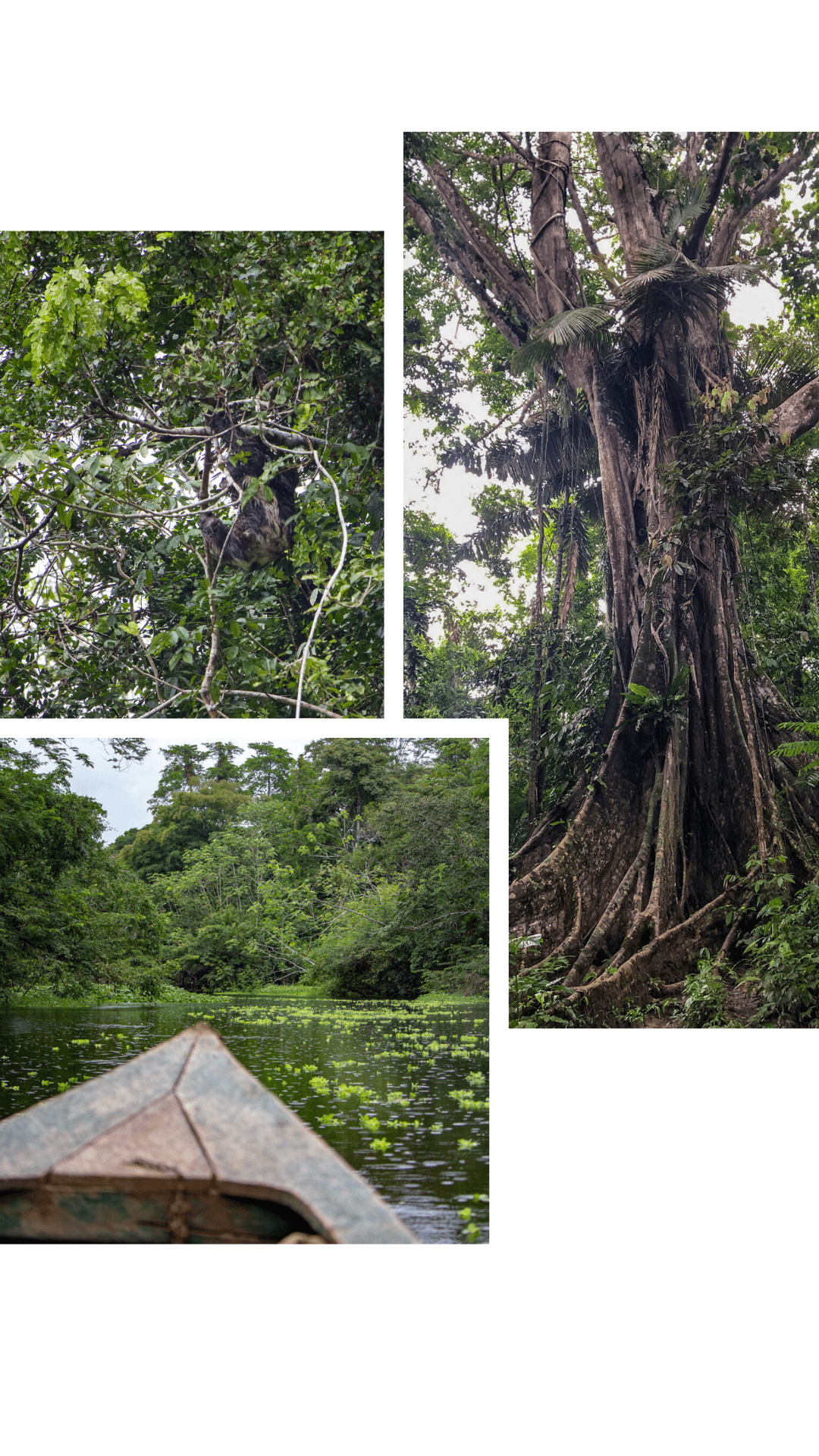 Regenwaldprogramm, Pacaya Samiria in Peru