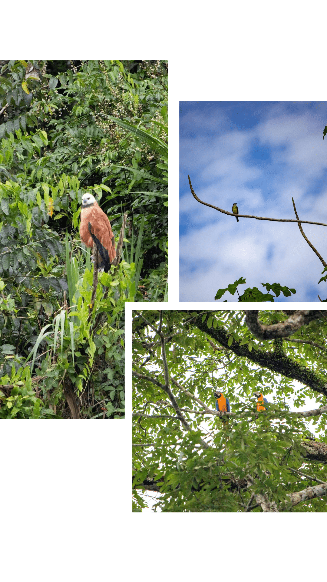 Vogelbeobachtung, Pacaya Samiria in Peru