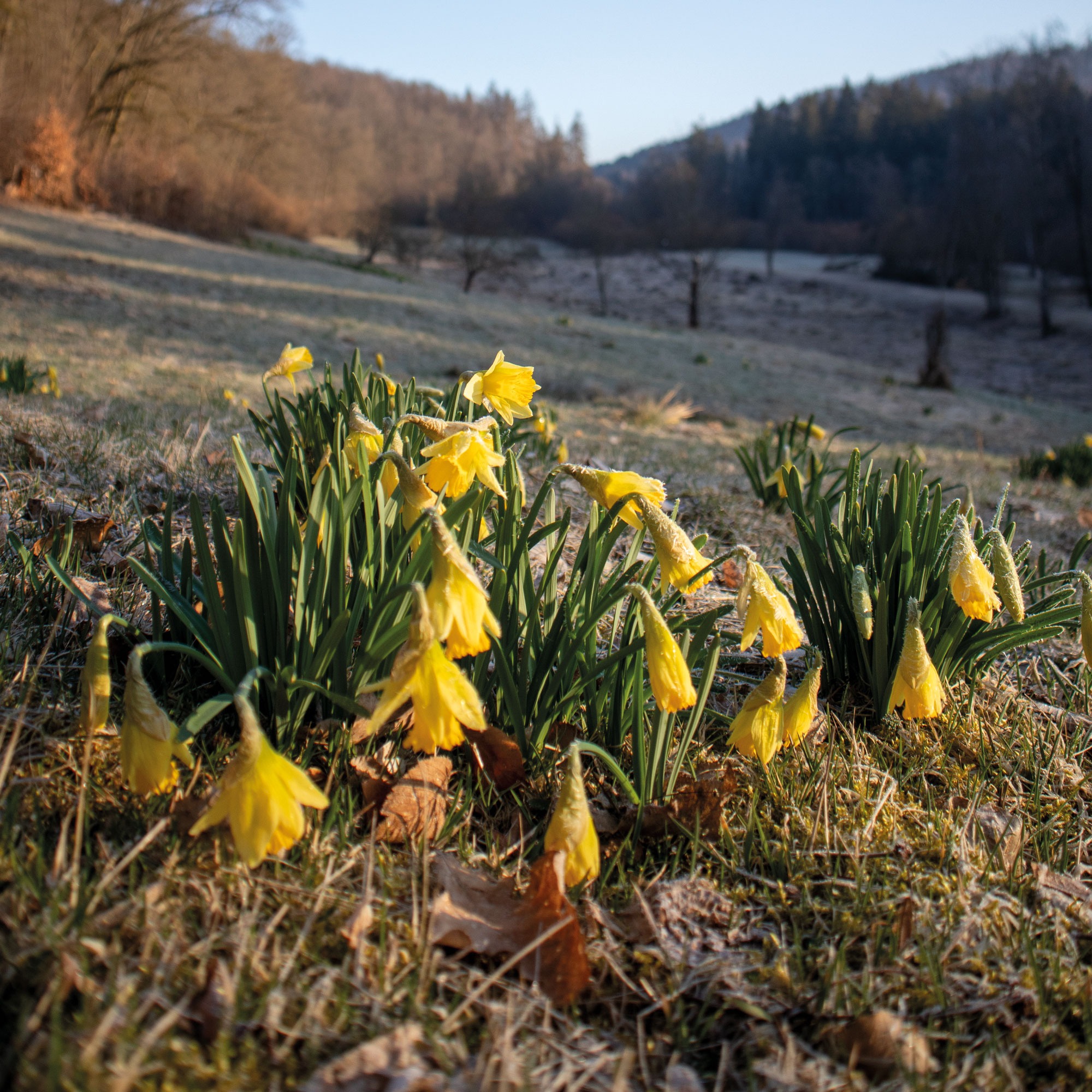 Nationalpark Hunsrück-Hochwald, Wandertipp