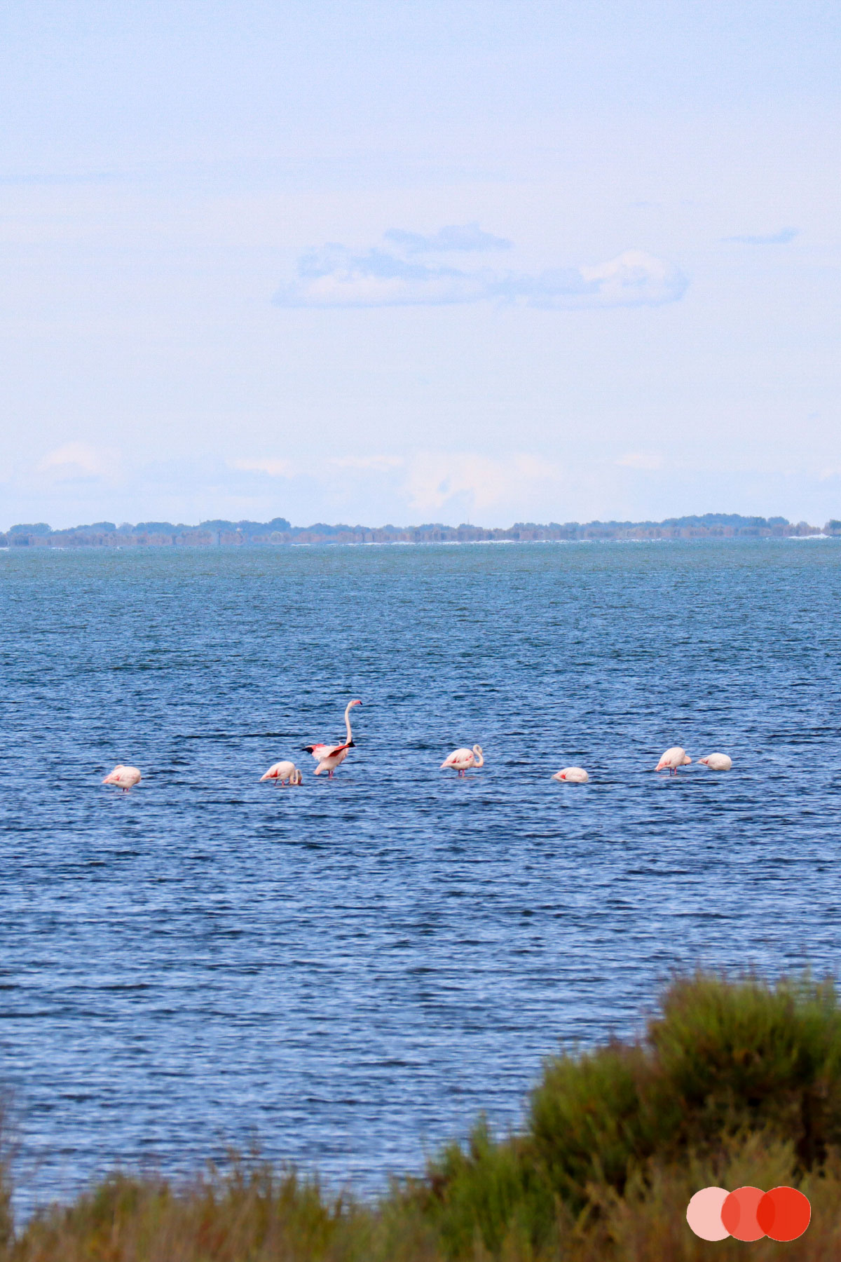 Camargue Flamingos beobachten