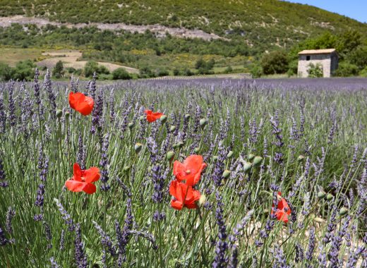 Südfrankreich, Haute Provence