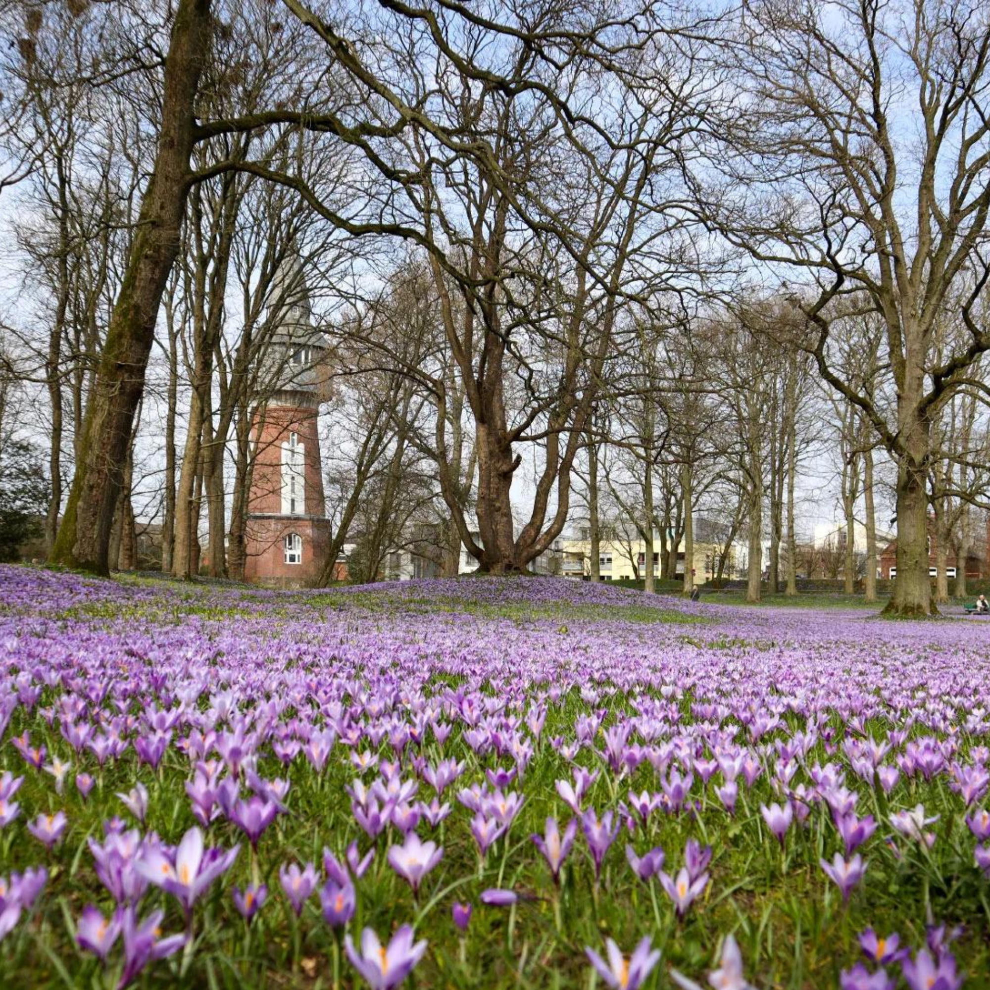 Krokusblüte im Schlosspark, Husum