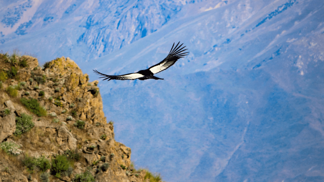 Kondor über Colca Canyon, Peru