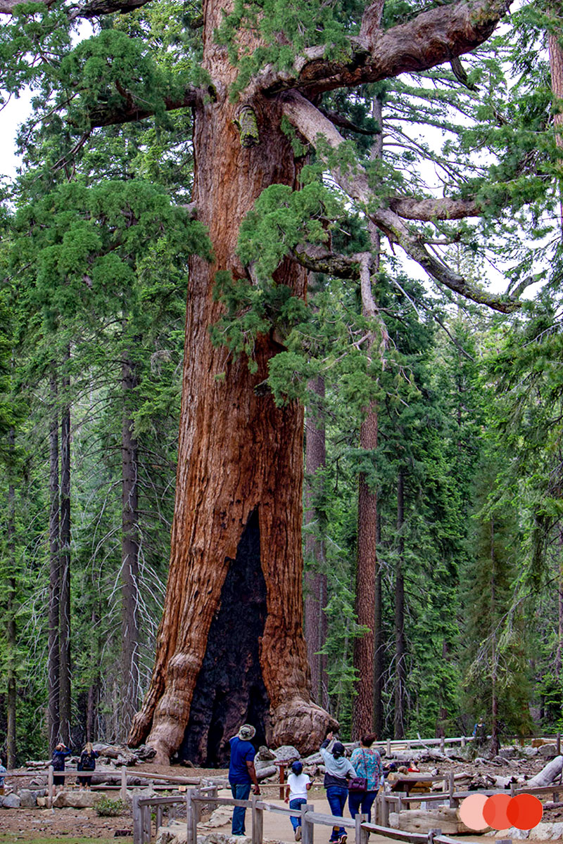 Mariposa Grove Yosemite, Sequoia