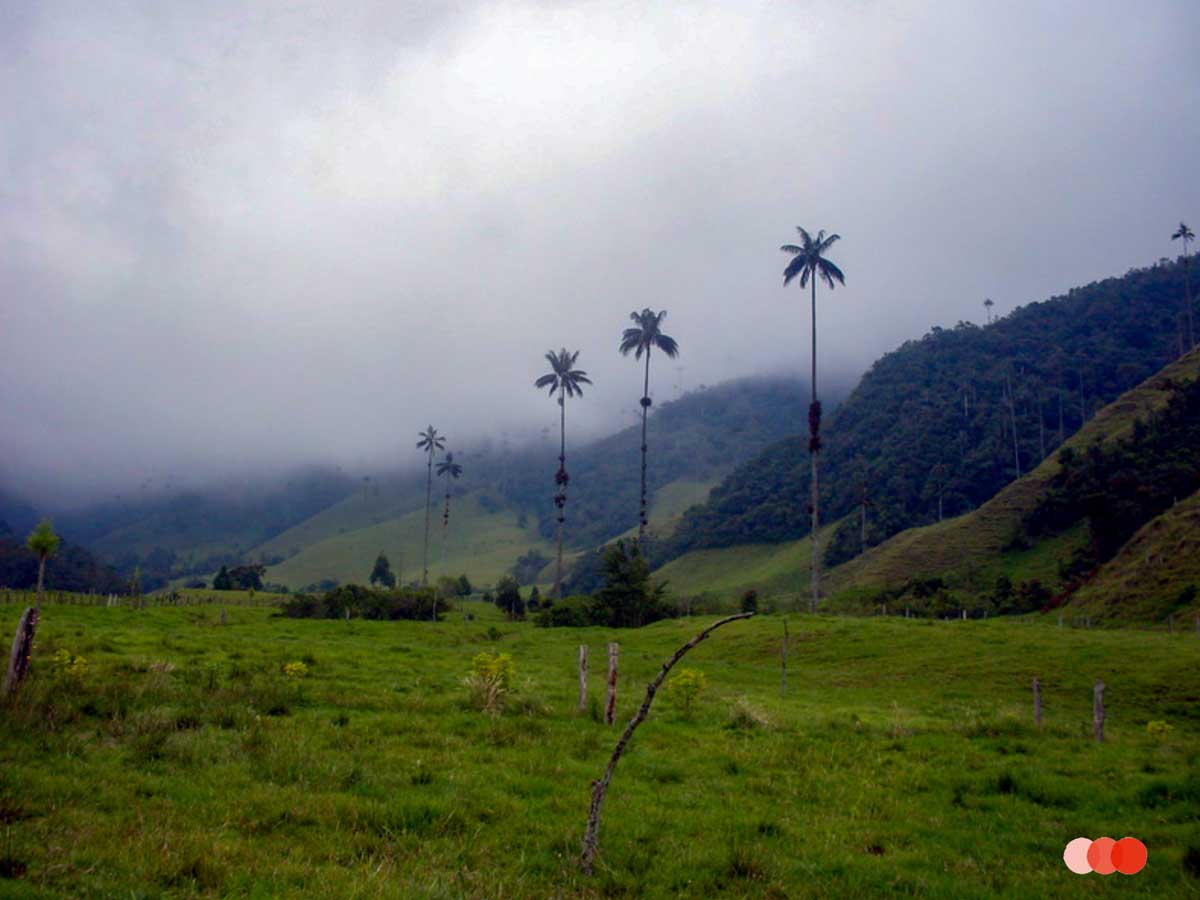 Wachspalmen im Valle de Cocora, Kolumbien