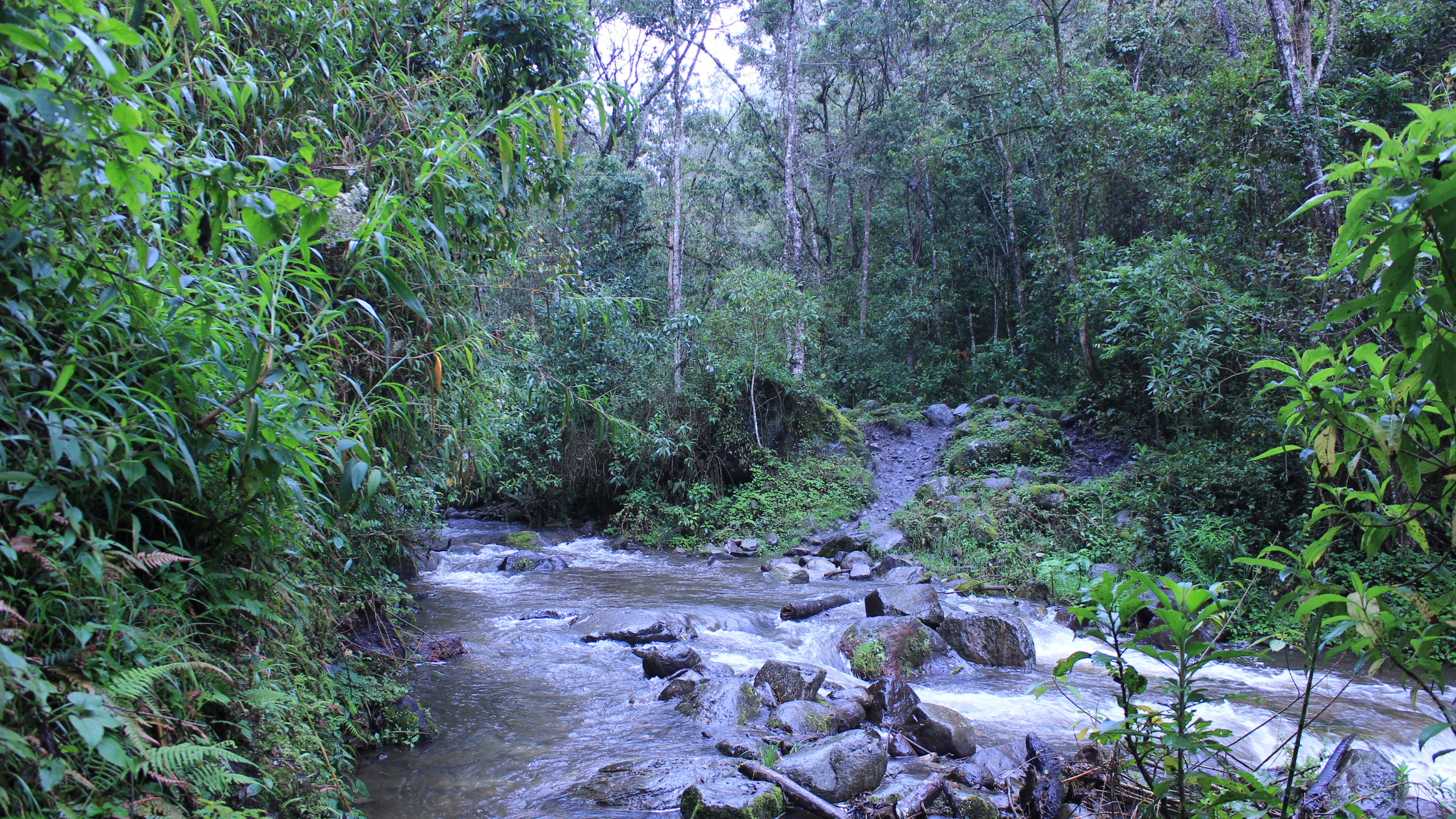 Nationalparks in Kolumbien, Fluss im Nebelwald