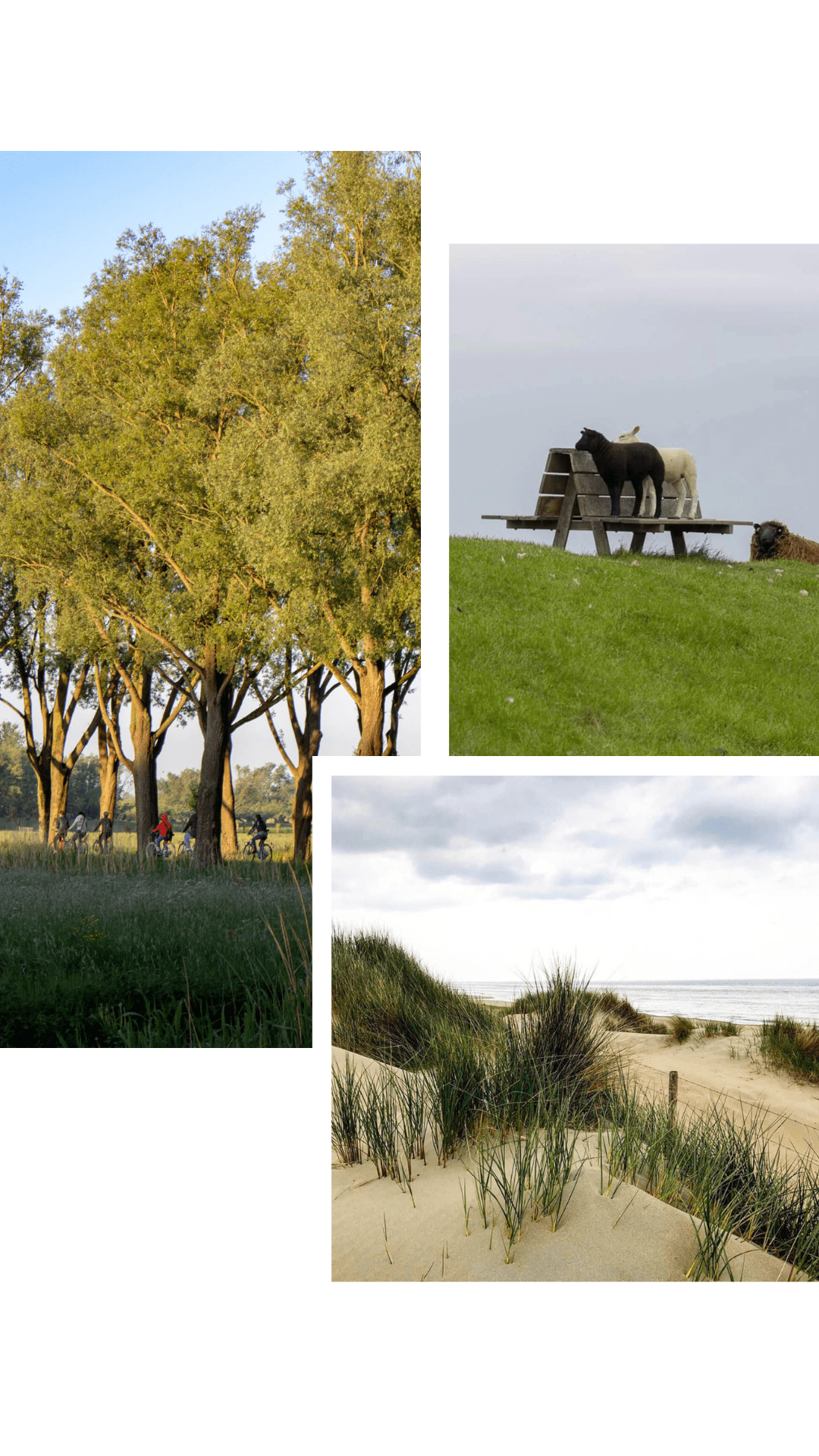 Watt, Dünen, Süßwasser-Delta - unterwegs in Hollands Nationalparks