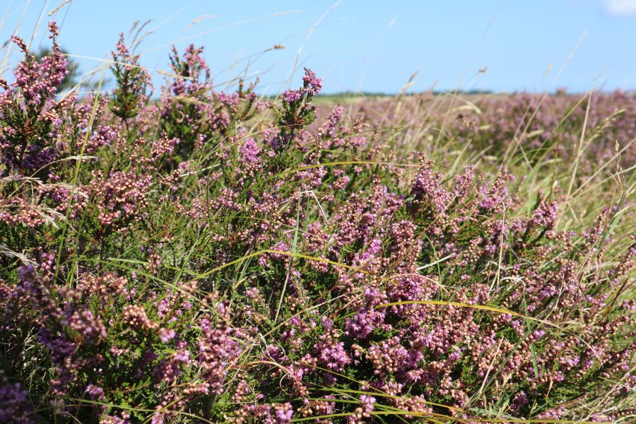 Im August blüht die Glockenheide in der Braderuper Heide im Osten der Insel Sylt
