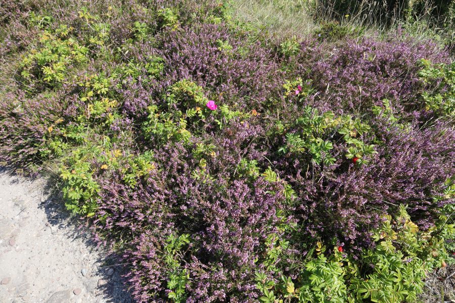 Saniger Pfad, Heide, Wildrose