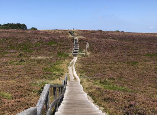 Holztreppe, die durch die blühende Heidelandschaft der Braderuper Heide im Osten der Insel Sylt führt