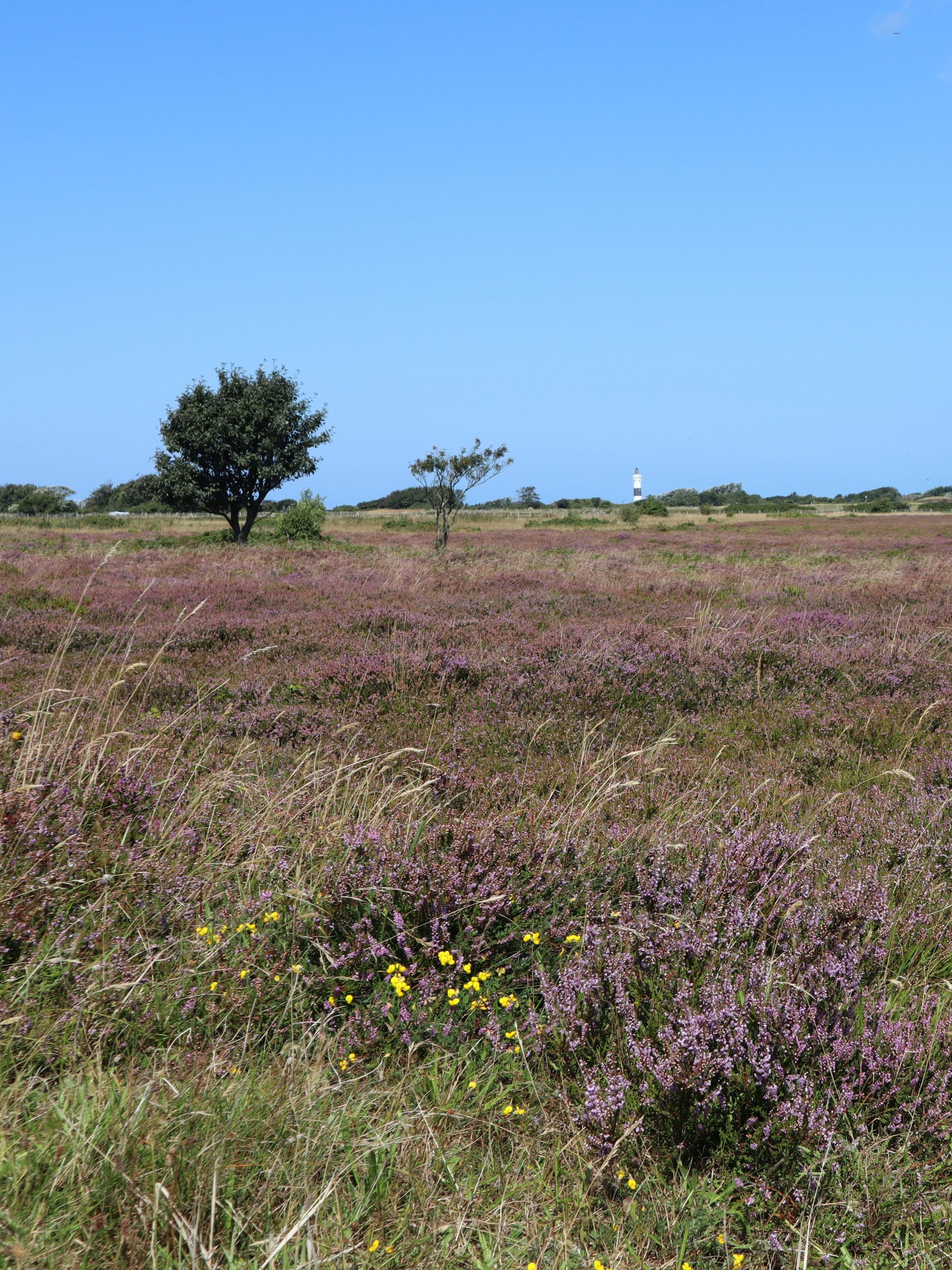Braderuper Heide mit Leuchtturm in Kampen