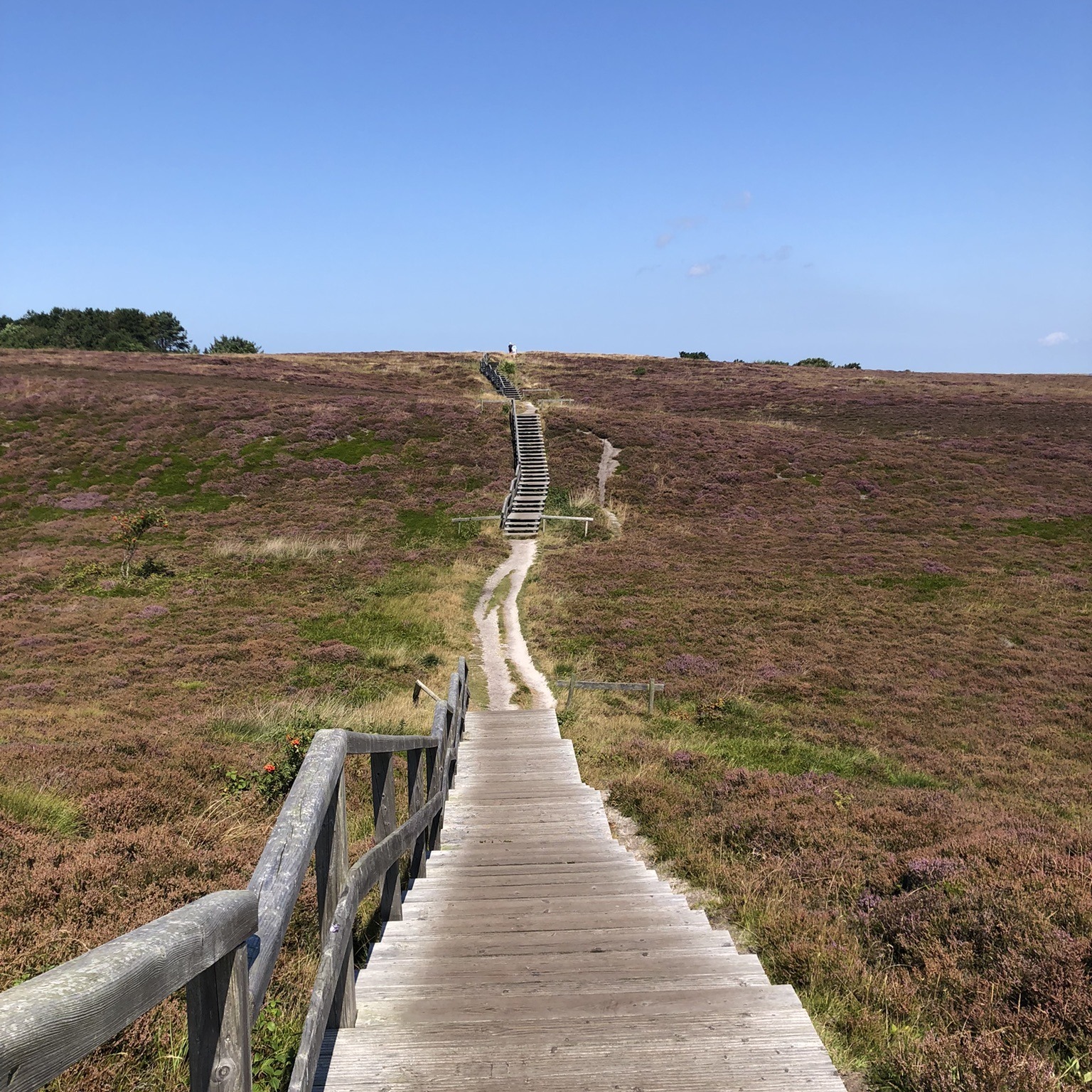 Holztreppe, die durch die blühende Heidelandschaft der Braderuper Heide im Osten der Insel Sylt führt