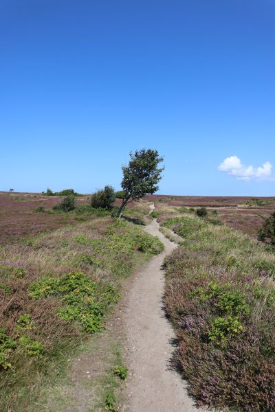 Blick auf die Wegführung der Braderuper Heide mit windschiefem Baum am Wegesrand