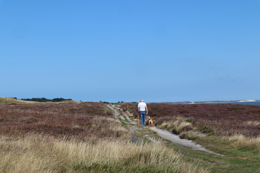 Spaziergänger mit Hund auf dem Wanderweg der Braderuper Heide