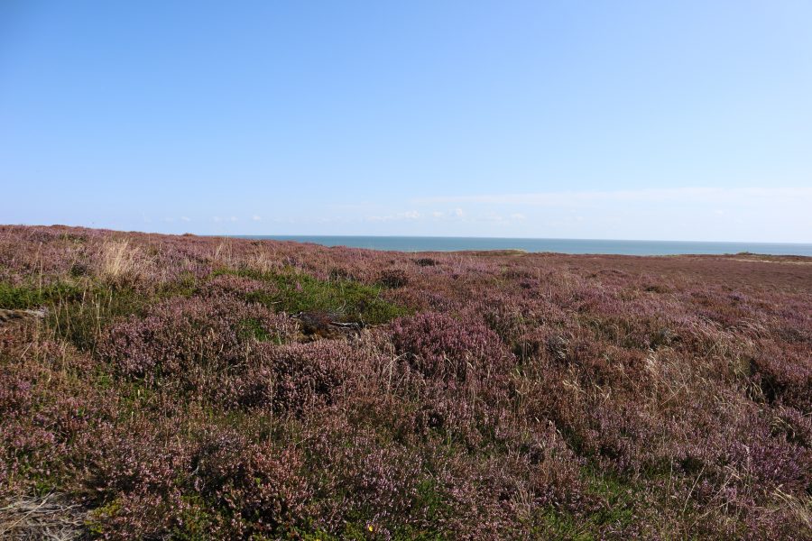 Lilafarbener Teppich aus Heidekraut am Horizont das Schleswig-Holsteinische Wattenmeer