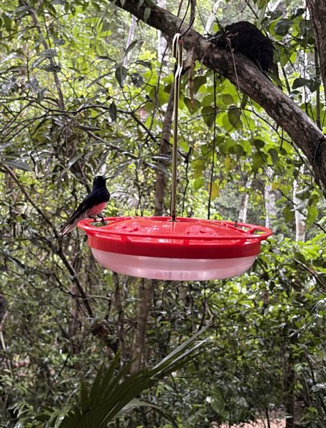 Soberania Nationalpark, Rainforest Discovery Center, Kolibri
