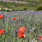 Lavendelfeld Südfrankreich Urlaub